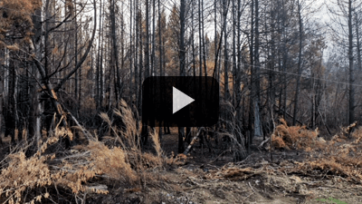 Husqvarna - Uniendo fuerzas luego de los incendios en el Sur